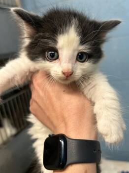 Domestic Medium Hair Cats Available for Adoption - Beckett | PetCurious