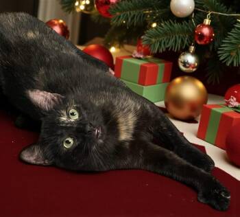 Rescue Tortoiseshell and Bombay Cats for Adoption in Hillsboro, Texas - Harlee — A Playful Tortie With A Dash Of Sass | PetCurious