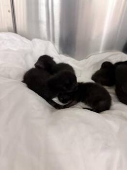 LENTIL -  Domestic Short Hair Cat for Adoption in Doral, Florida - LENTIL | PetCurious