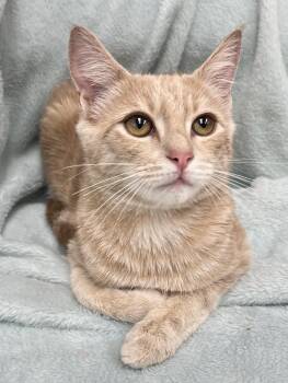 Biscuits and Gravy -  Domestic Short Hair Cat for Adoption in Rocky Hill, Connecticut - Biscuits And Gravy | PetCurious