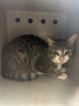 DILL -  Domestic Short Hair Cat for Adoption in Tallahassee, Florida - DILL | PetCurious