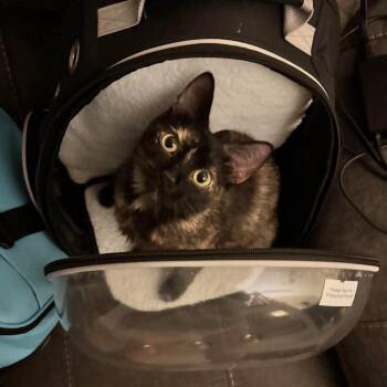 Lola -  Tortoiseshell Cat for Adoption - Lola | PetCurious