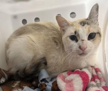 TIBBY -  Domestic Short Hair Cat for Adoption in Fairbanks, Alaska - TIBBY | PetCurious