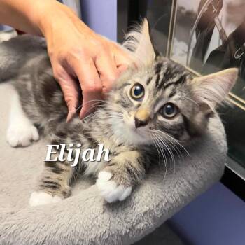 Elijah -  Domestic Medium Hair Cat for Adoption in Vancouver, British Columbia - Elijah | PetCurious