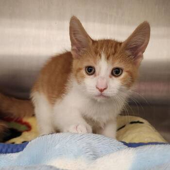 Chester "chesty" -  Domestic Short Hair Cat for Adoption in Fort Wayne, Indiana - Chester "chesty" | PetCurious