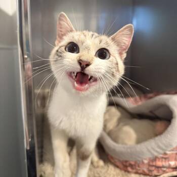 Sapphire -  Siamese Cat for Adoption in Louisville, Kentucky - Sapphire | PetCurious