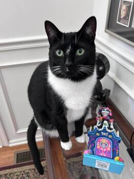 Domestic Short Hair Cats Available for Adoption - Hazzard | PetCurious