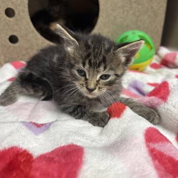 Nugget -  Domestic Short Hair Cat for Adoption in Galax, Virginia - Nugget | PetCurious