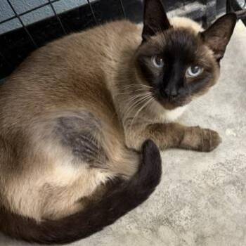 Pretty Girl -  Siamese Cat for Adoption in Bryan, Ohio - Pretty Girl | PetCurious