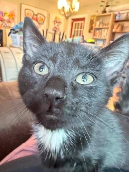 Domestic Short Hair Cats Available for Adoption in Gorham, Maine - Pinto Bean | PetCurious
