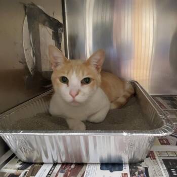 Malcom -  Domestic Short Hair Cat for Adoption in Milton, Florida - Malcom | PetCurious