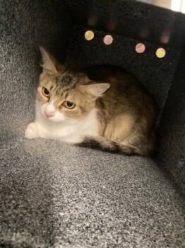 Mama One -  Domestic Short Hair Cat for Adoption in Port Allen, Louisiana - Mama One | PetCurious