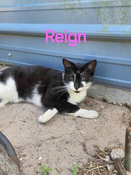 Reign -  Domestic Short Hair Cat for Adoption in Spring Hill, Florida - Reign | PetCurious