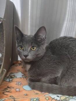Sookie -  Domestic Short Hair Cat for Adoption in Missoula, Montana - Sookie | PetCurious