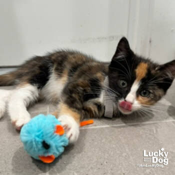 Rescue Domestic Short Hair and Calico Cats for Adoption in Washington, District Of Columbia - Jasmine | PetCurious