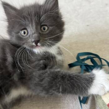 Ricotta -  Domestic Short Hair Cat for Adoption in Wichita, Kansas - Ricotta | PetCurious