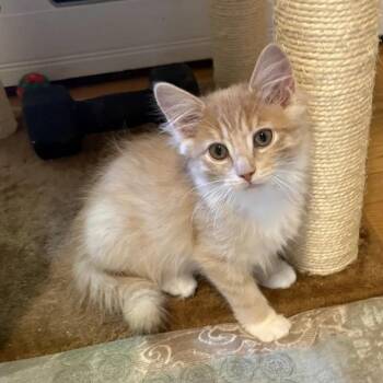 Sandy -  Domestic Long Hair Cat for Adoption in Bridgeport, Connecticut - Sandy | PetCurious