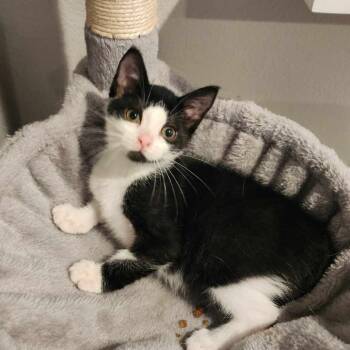 Rescue Domestic Short Hair Cats for Adoption in Houston, Texas - Puddin | PetCurious