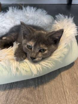 Dilute Tortoiseshell and Domestic Short Hair Cats Available for Adoption - Jubilee | PetCurious