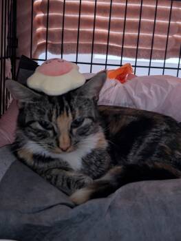 Rescue Calico and Tabby Cats for Adoption in Dallas, Texas - Mia Tabbico Cp 214 505 1115 | PetCurious