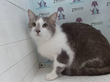 GUS -  Domestic Short Hair Cat for Adoption in Orlando, Florida - GUS | PetCurious