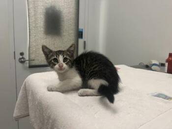 Panchiko -  Domestic Short Hair Cat for Adoption in Kansas City, Missouri - Panchiko | PetCurious