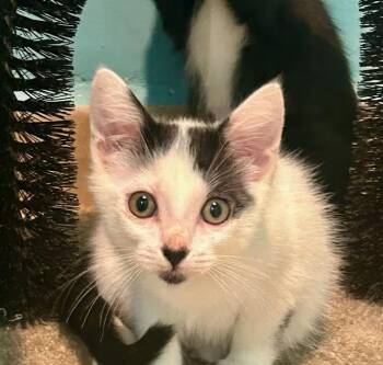 Domestic Short Hair Cats Available for Adoption - Zander | PetCurious