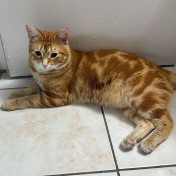 Domestic Short Hair and Bengal Cats Available for Adoption in Hopkinton, Massachusetts - Misu | PetCurious