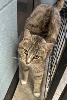 Domestic Short Hair Cats Available for Adoption in Bryan, Ohio - Oregano | PetCurious