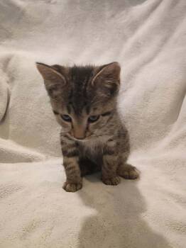Crunchwrap Supreme -  Domestic Short Hair Cat for Adoption in Metamora, Illinois - Crunchwrap Supreme | PetCurious
