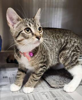 Tabby Cats Available for Adoption in Linden, New Jersey - Princess | PetCurious