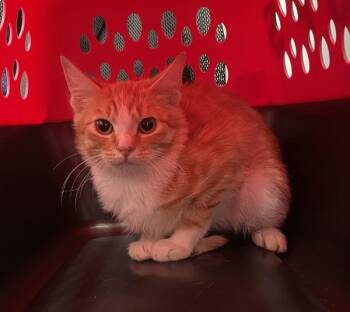 Helios -  Domestic Short Hair Cat for Adoption - Helios | PetCurious