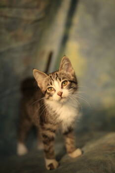 Cats for Adoption - Zamora (FeLV+) | PetCurious