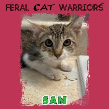 Sam 2.0 -  Domestic Short Hair Cat for Adoption in Kingman, Arizona - Sam 2.0 | PetCurious