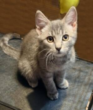 Leeloo Ewadar -  Domestic Short Hair and Tabby Cat for Adoption in Chandler, Arizona - Leeloo Ewadar | PetCurious