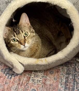 BOWIE -  Domestic Short Hair Cat for Adoption in Southaven, Mississippi - BOWIE | PetCurious