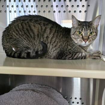 Akira -  Domestic Short Hair Cat for Adoption in Denver, Colorado - Akira | PetCurious