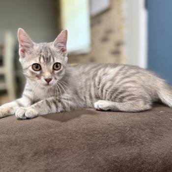 Kaleidoscope -  Domestic Long Hair Cat for Adoption in Port Neches, Texas - Kaleidoscope | PetCurious