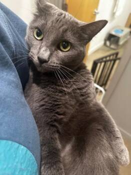 Domestic Short Hair Cats Available for Adoption in Cincinnati, Ohio - Zither | PetCurious