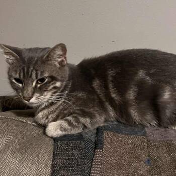 Rescue Domestic Short Hair Cats for Adoption in Union, Missouri - Toba | PetCurious