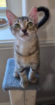 El Tigre 7735 -  Domestic Short Hair Cat for Adoption in Dallas, Texas - El Tigre 7735 | PetCurious
