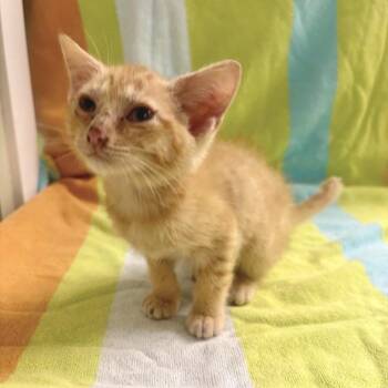 Kori -  Domestic Short Hair Cat for Adoption in Freeport, Florida - Kori | PetCurious