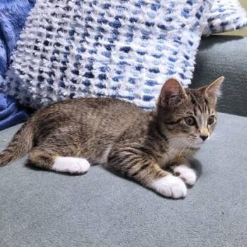 Commander -  Domestic Short Hair Cat for Adoption - Commander | PetCurious