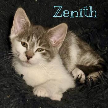 Domestic Short Hair Cats Available for Adoption in Syracuse, New York - Zenith | PetCurious