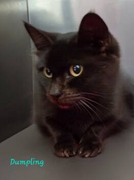 Rescue Domestic Short Hair Cats for Adoption in Cambridge, Maryland - Dumpling | PetCurious