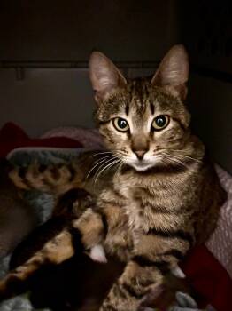 Rescue Domestic Short Hair Cats for Adoption in Windsor, Connecticut - 32-Clara | PetCurious