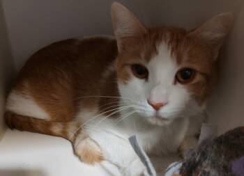 Domestic Short Hair Cats Available for Adoption in Phoenix, Arizona - Xani | PetCurious