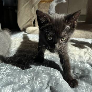 Midge -  Domestic Short Hair Cat for Adoption in Bedford, New Hampshire - Midge | PetCurious
