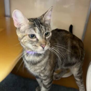 Kitty Perry -  Domestic Short Hair Cat for Adoption in Midland, Texas - Kitty Perry | PetCurious