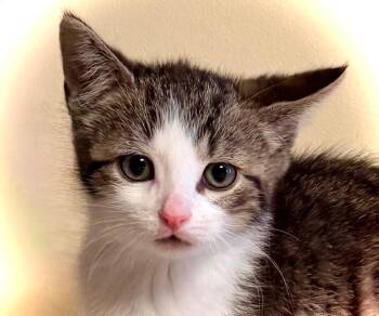 Domestic Short Hair Cats Available for Adoption in New York, New York - Fausto | PetCurious
